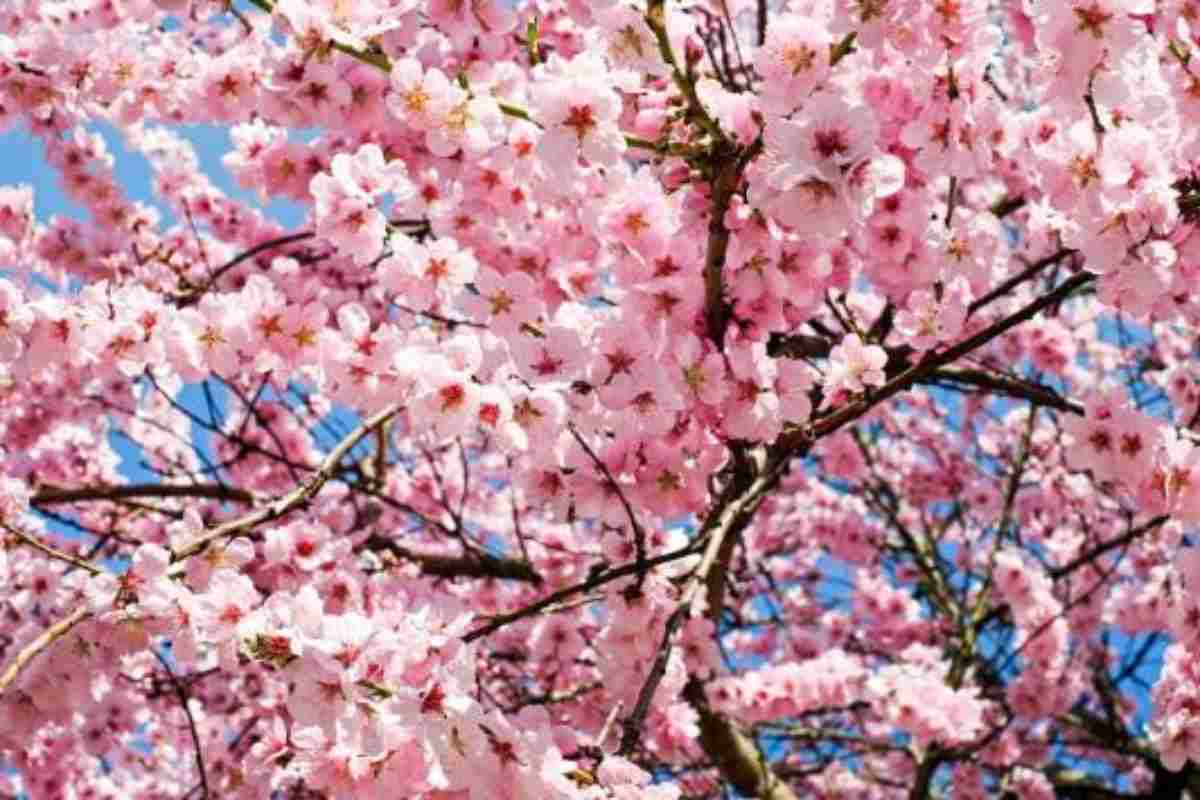 località italiane dove trovare ciliegi in fiore