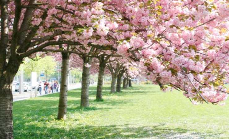 località italiane dove trovare ciliegi in fiore