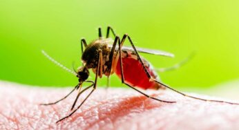 Allarme zanzare, ecco chi rischia di più la salute